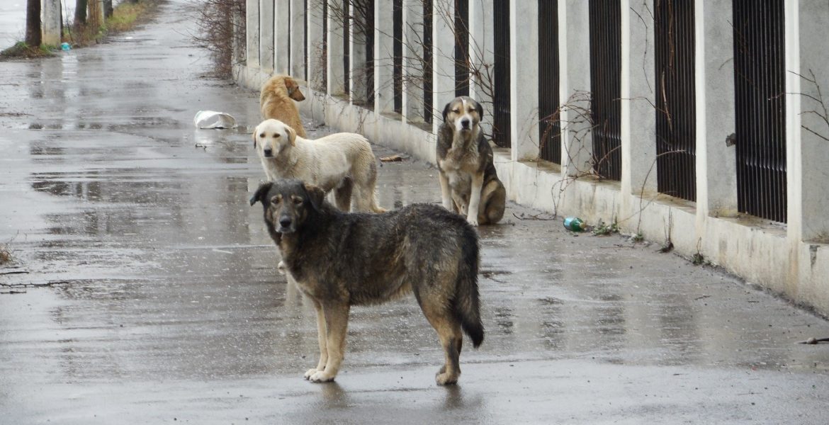 The Homeless Dogs of Romania