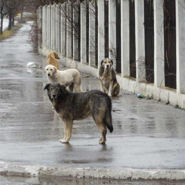 The Homeless Dogs of Romania