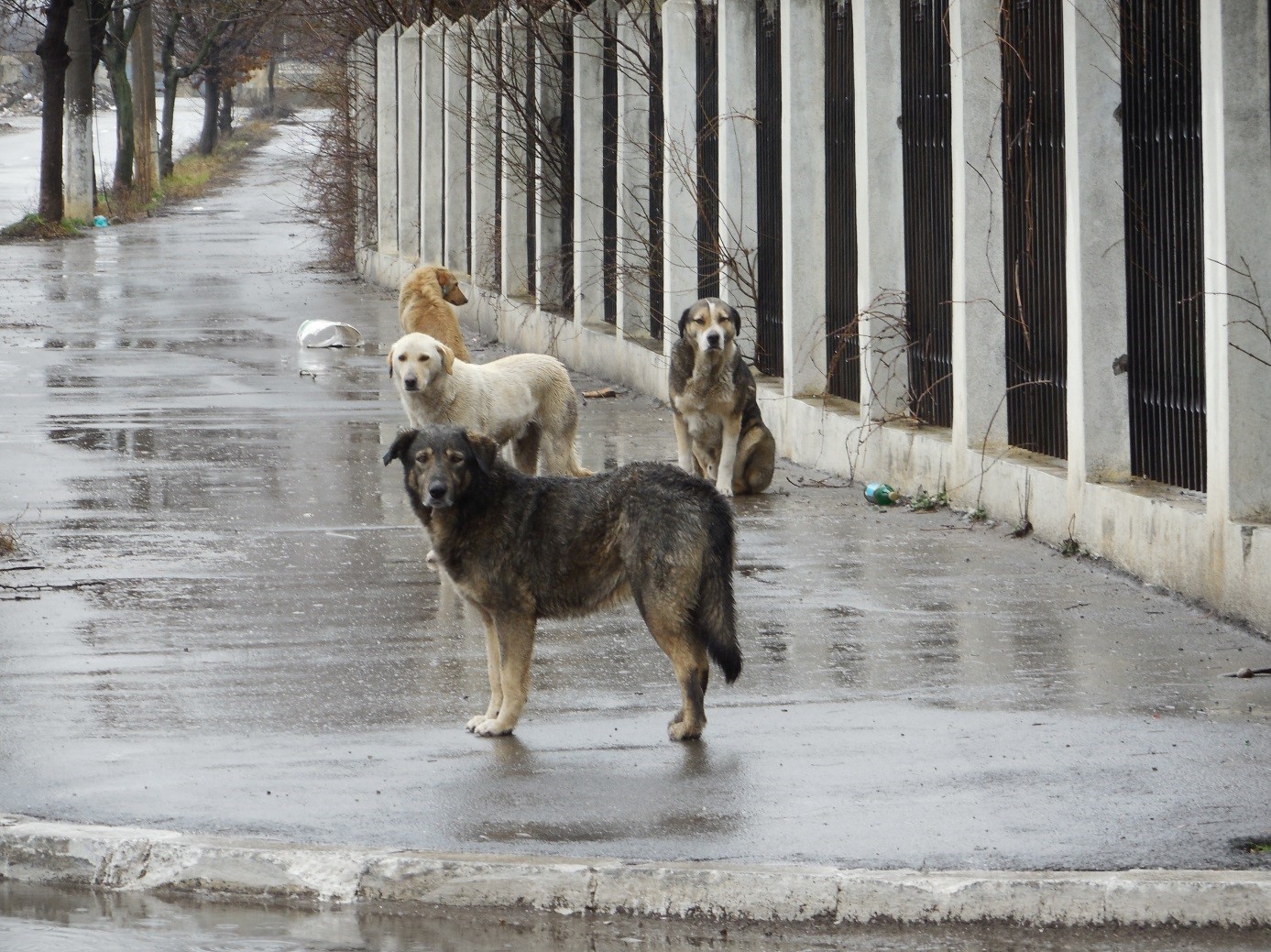 The Homeless Dogs of Romania