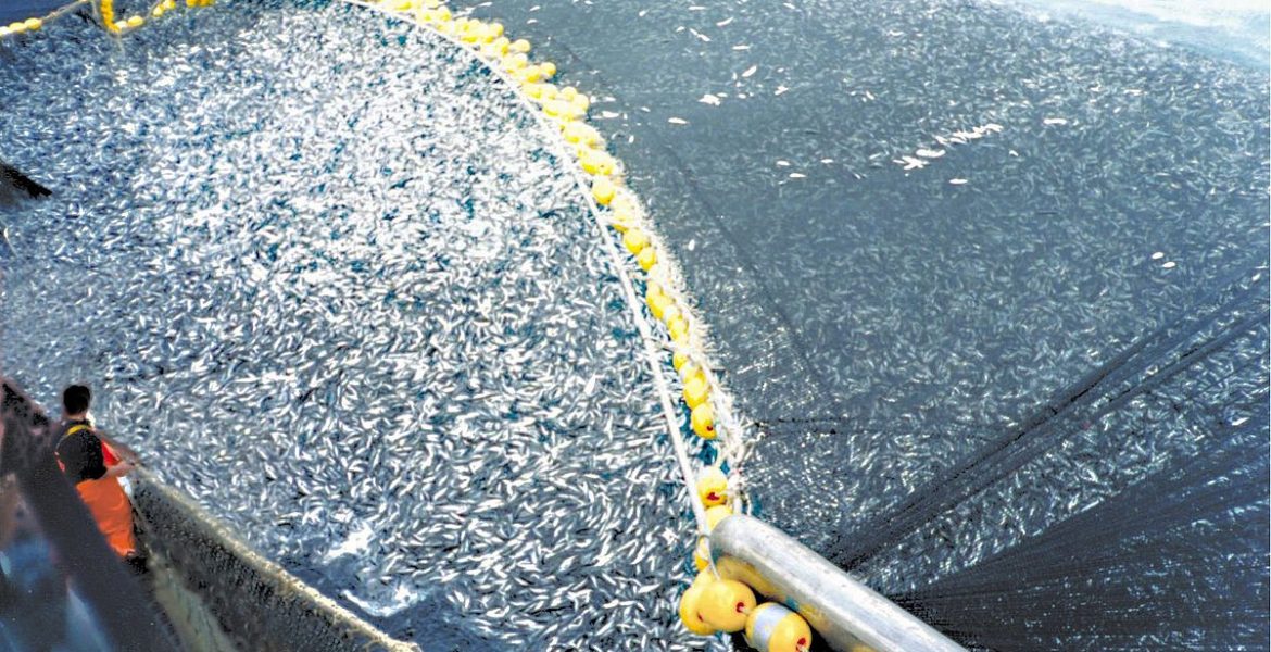 Overfishing