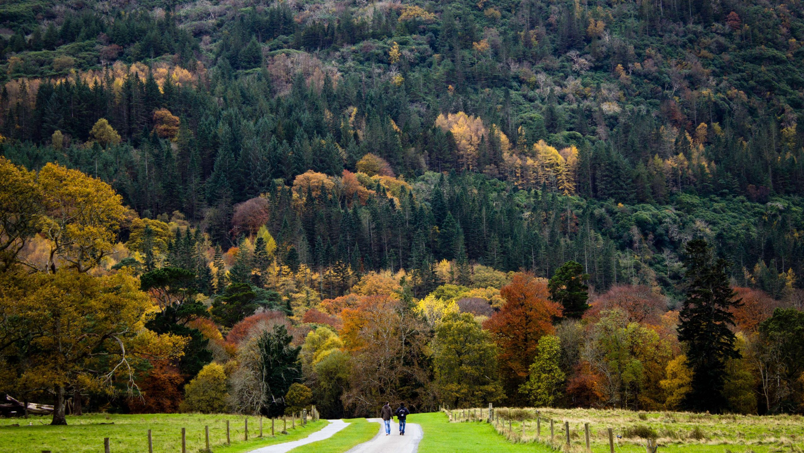 European Forests