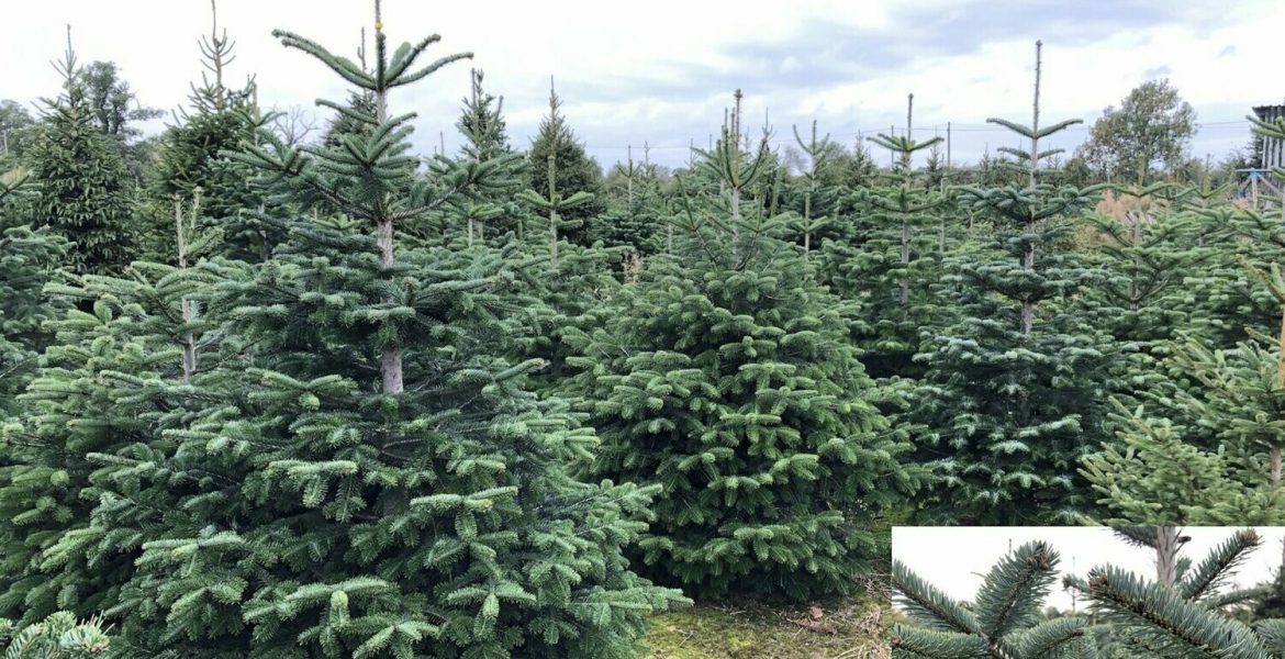 Nordmann Christmas Trees