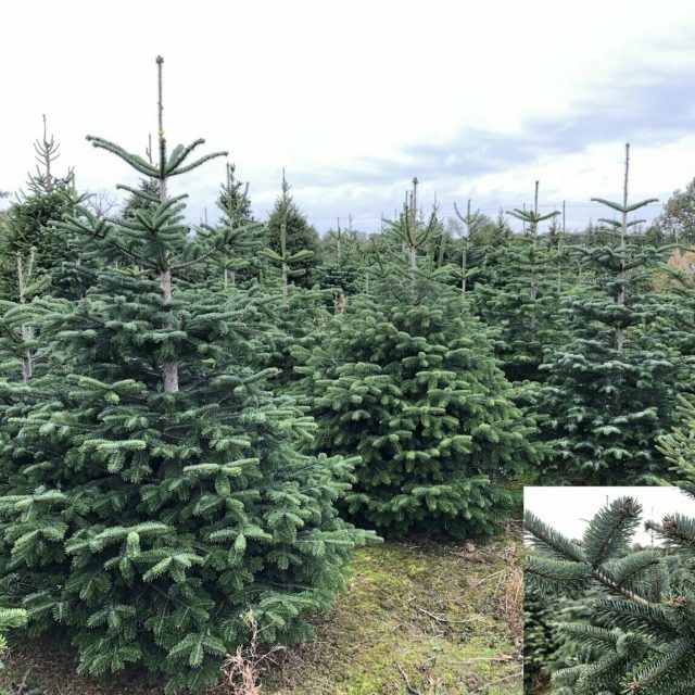 Nordmann Christmas Trees