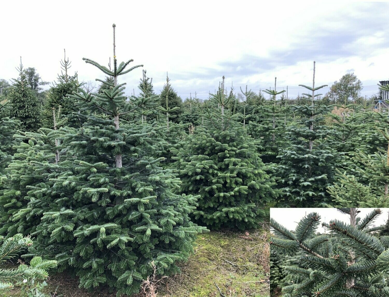 Nordmann Christmas Trees