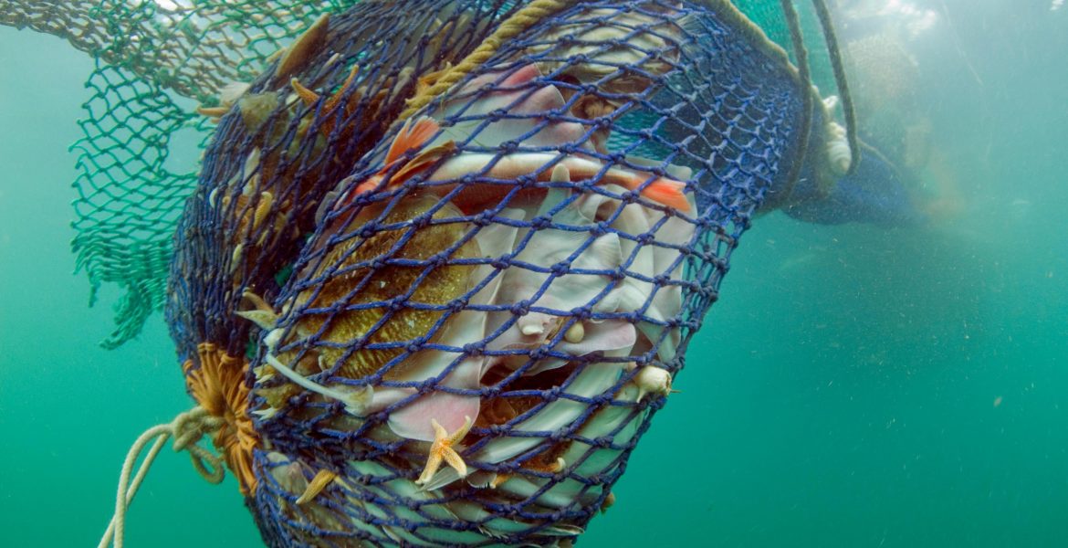 Destructive Bottom Trawling