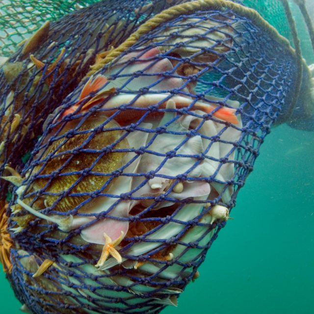 Destructive Bottom Trawling