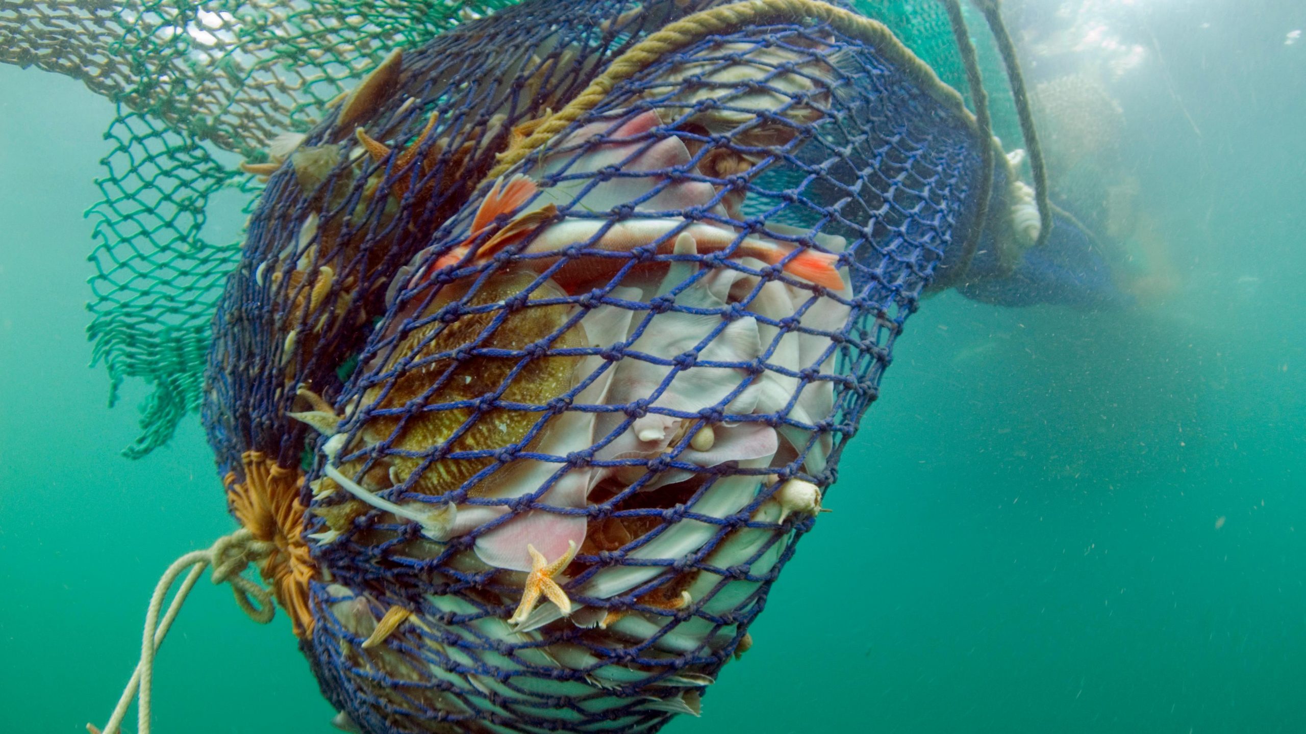 Destructive Bottom Trawling