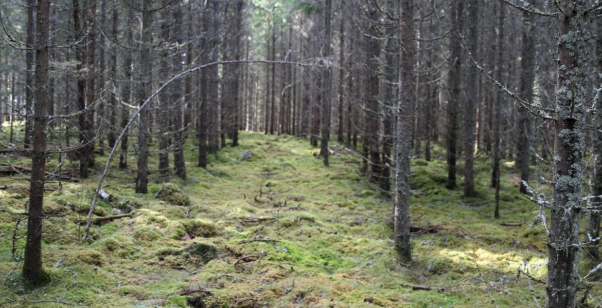 swedish forests