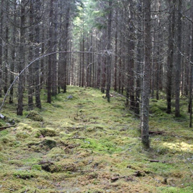 swedish forests