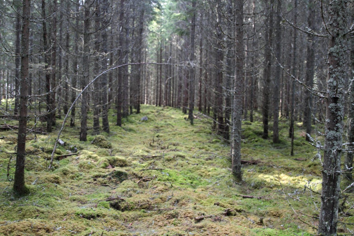 swedish forests