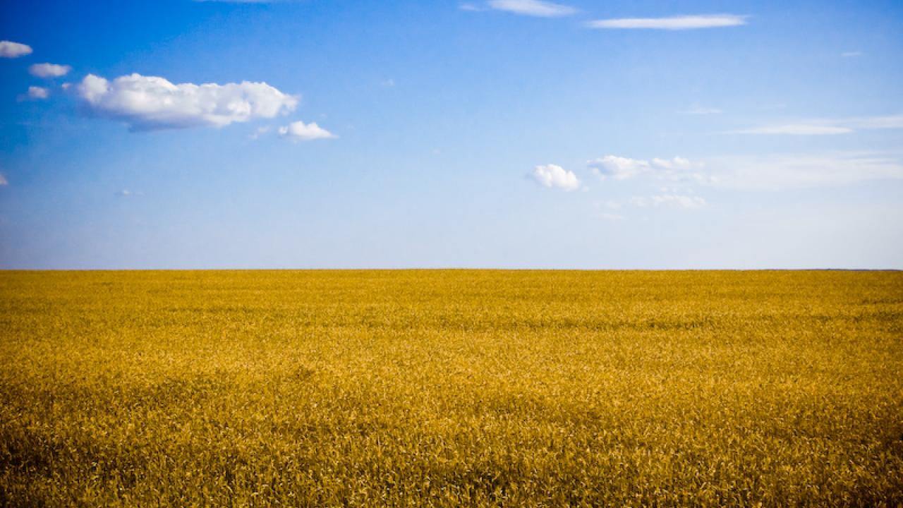 Ukraine cereal crops