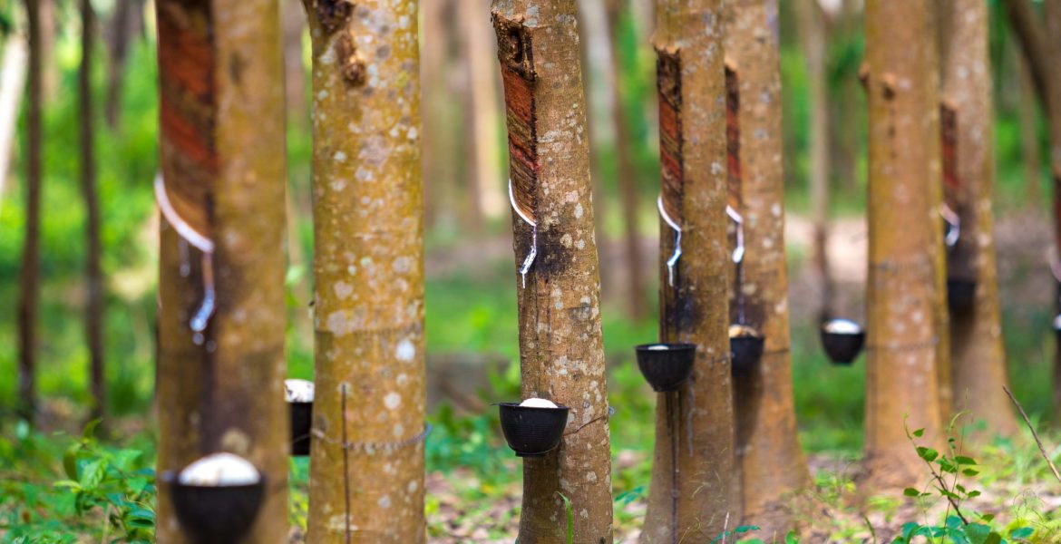 Rubber Plantation