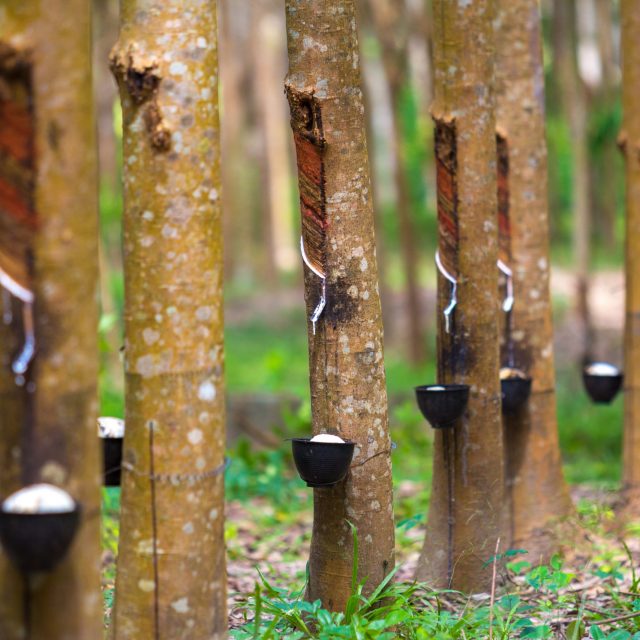 Rubber Plantation