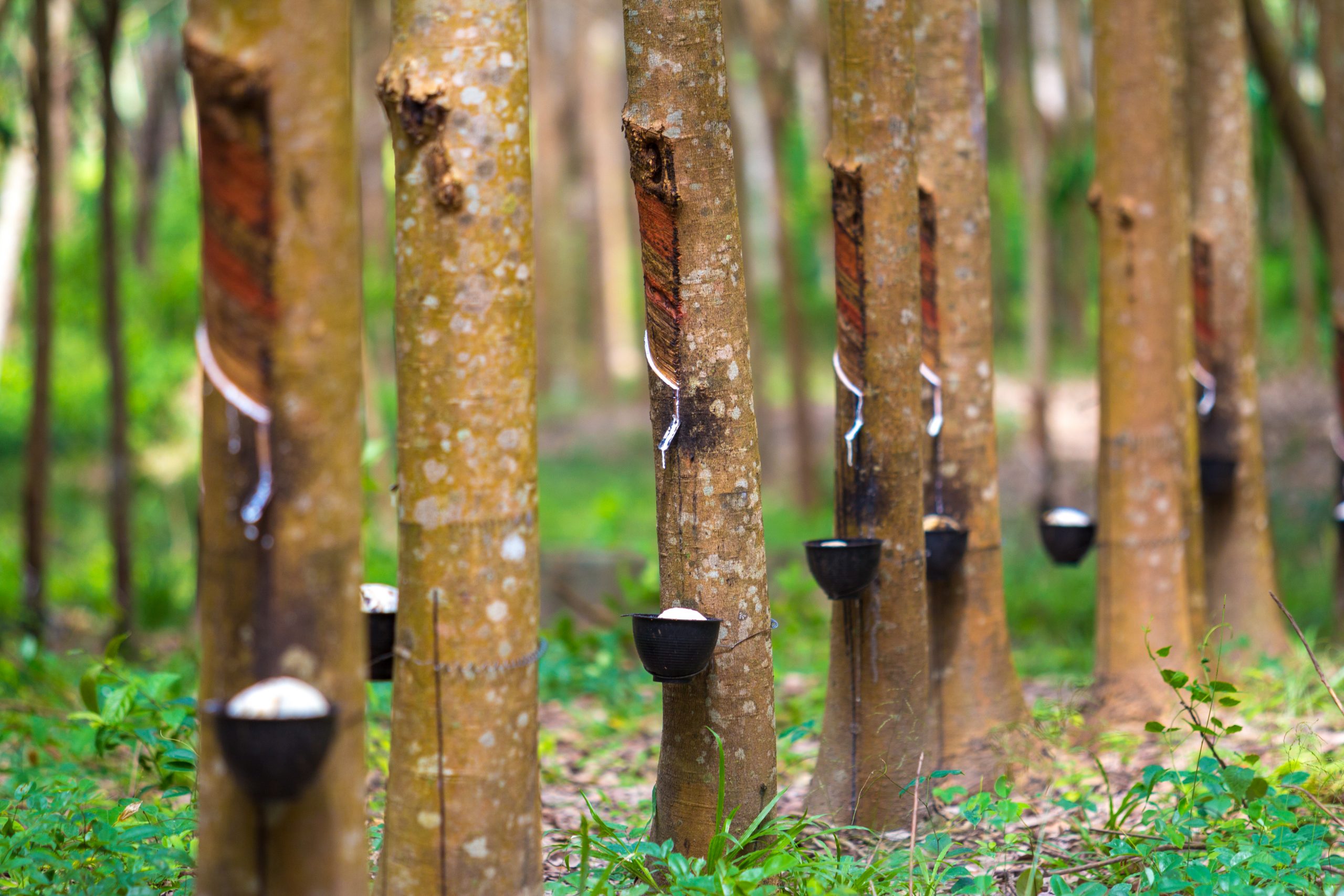 Rubber Plantation