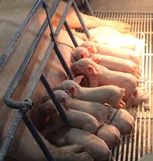 sows in cages