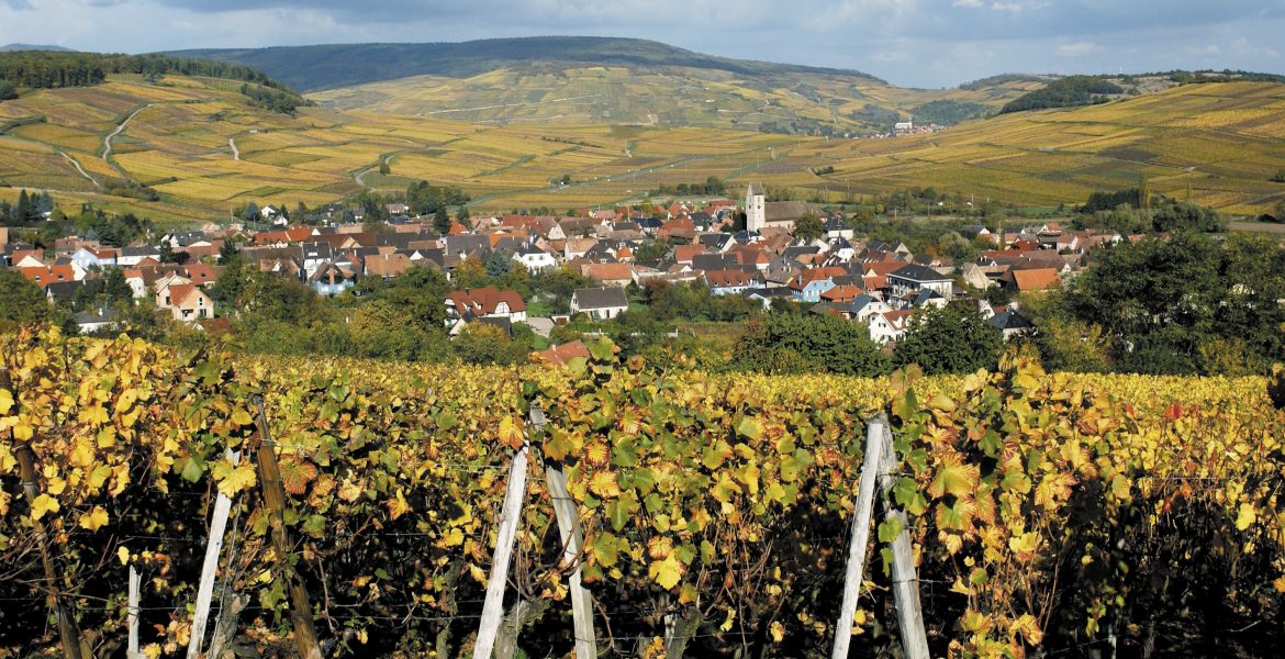 Alsace Wine